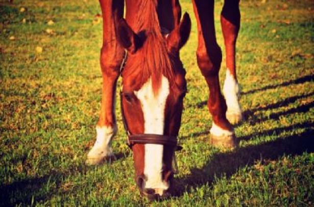 EVENTI: A Roma convegno sul benessere e la tutela del cavallo