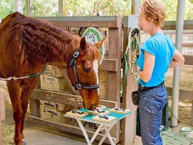 Lukas, il cavallo che ha imparato a contare i numeri