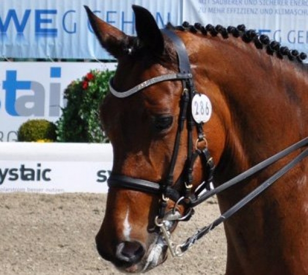 Dressage: Eremo del Castegno orgoglio italiano agli occhi del mondo