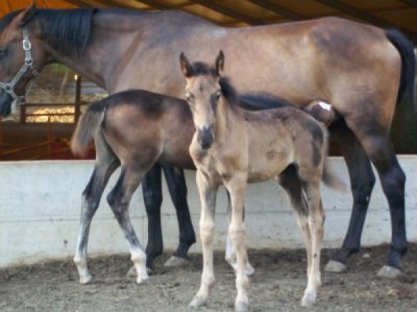 Fenice Nera e Katie Bell Life, puledre gemelle 