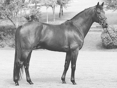 Equitazione in lutto: addio al campione Dollar de la Pierre