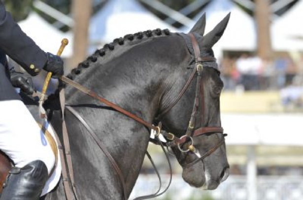 ATTUALITÀ: Ad Amelia si parla di formazione del cavaliere e preparazione del cavallo