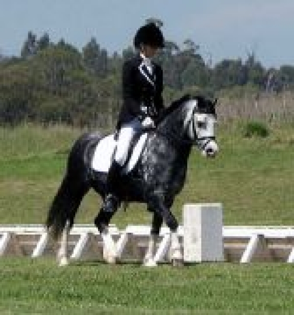 Dressage: i Campionati regionali si terranno domenica prossima a Chieti