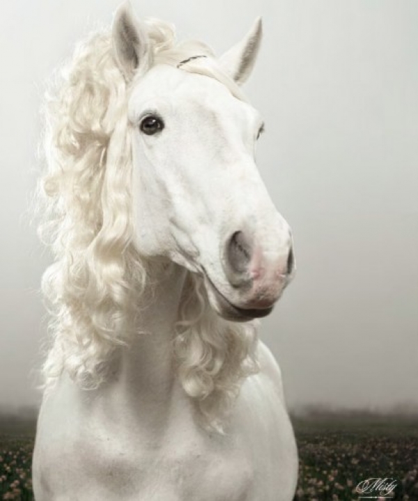 Anche i cavalli danno un taglio ai loro capelli
