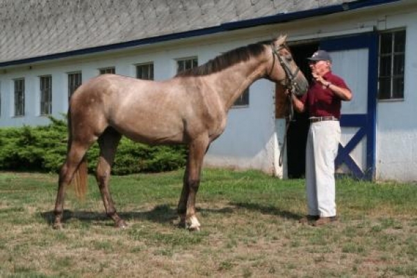 FEI: arriva il si per i cavalli clonati