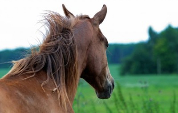 Salto Ostacoli: a La Coruna, ottima prova di Bucci nel Gran Premio