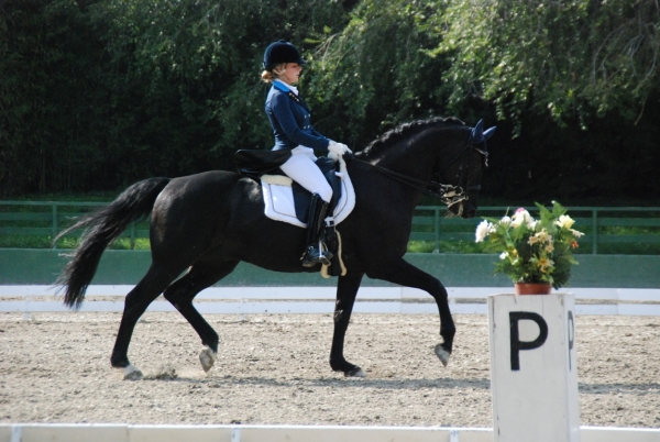 Dressage: flotta azzurra a Vidauban