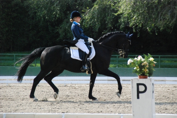 Dressage: flotta azzurra a Vidauban