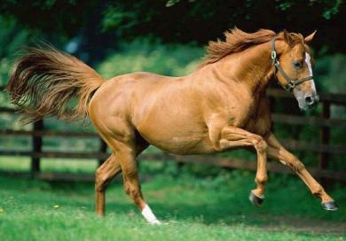 FISE e ACME insieme per la salute del cavallo