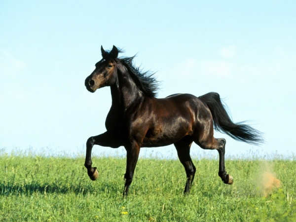 FISE: APPELLO DI PAULGROSS AL GOVERNO PER IL CAVALLO DA SELLA
