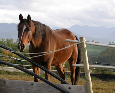 Anche i cavalli sono intolleranti al glutine? 