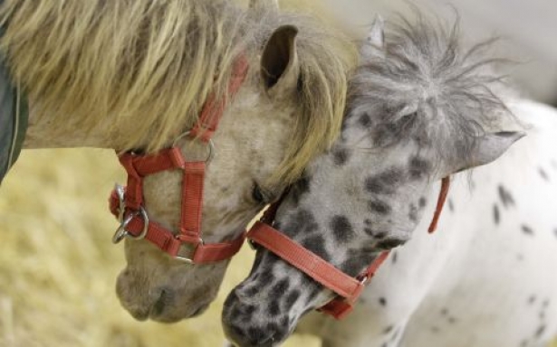 FIERACAVALLI2014: Tutto pronto per l’inaugurazione