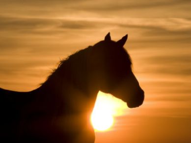 Usa: in corso il censimento dei mustang