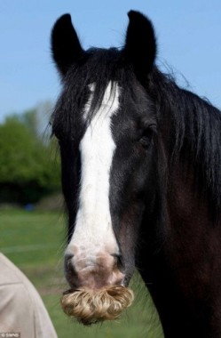 Alfie, il cavallo con i baffi 