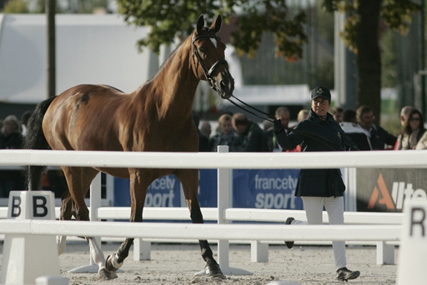 WEG2014: Italia al via in Normandia