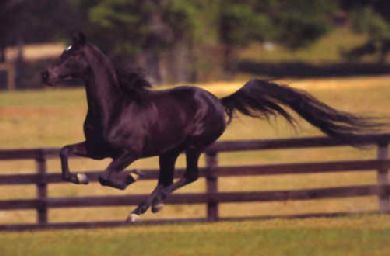 Antidoping: i nuovi regolamenti FISE per i controlli sui cavalli