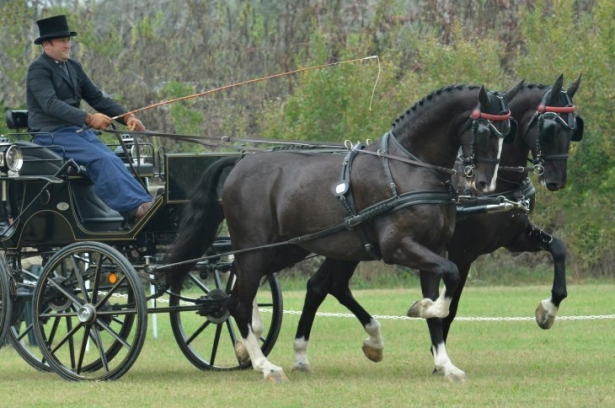 ATTACCHI: Mondiali Pariglie. Italia decima dopo prova dressage