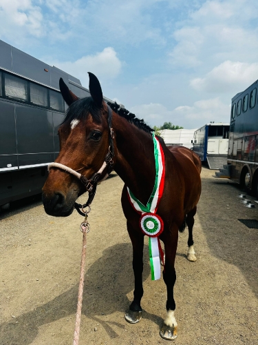 Jackpot cavalcato da Sara Piovano