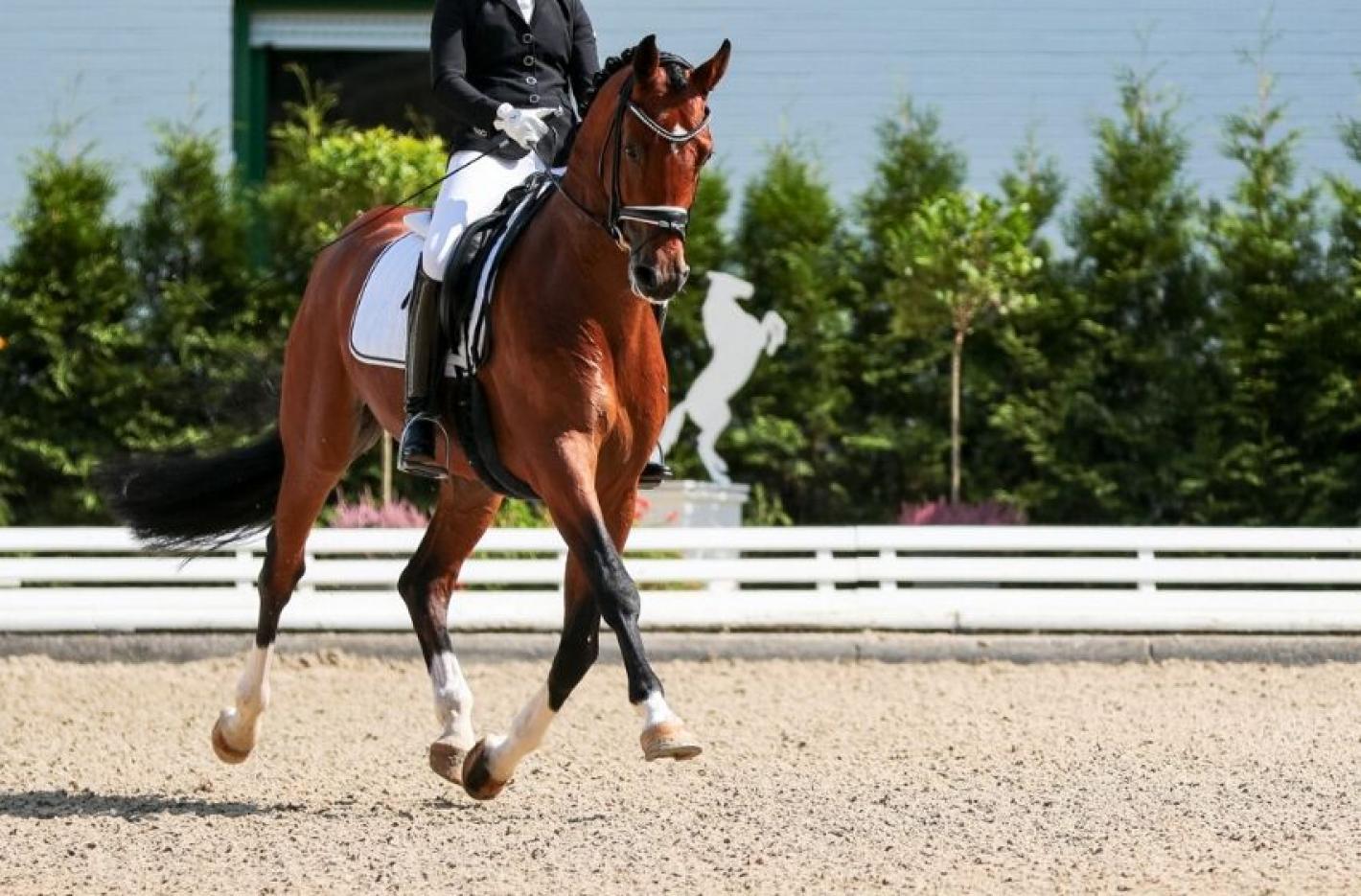 images/medium/dressage_FOTO.jpg