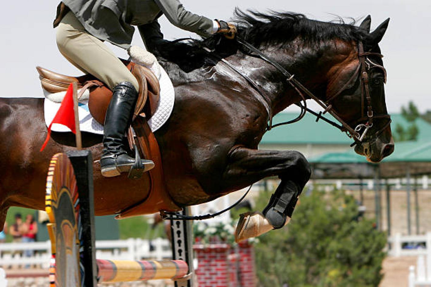 images/piemonte/Piemonte/Salto_Ostacoli/medium/salto.jpg