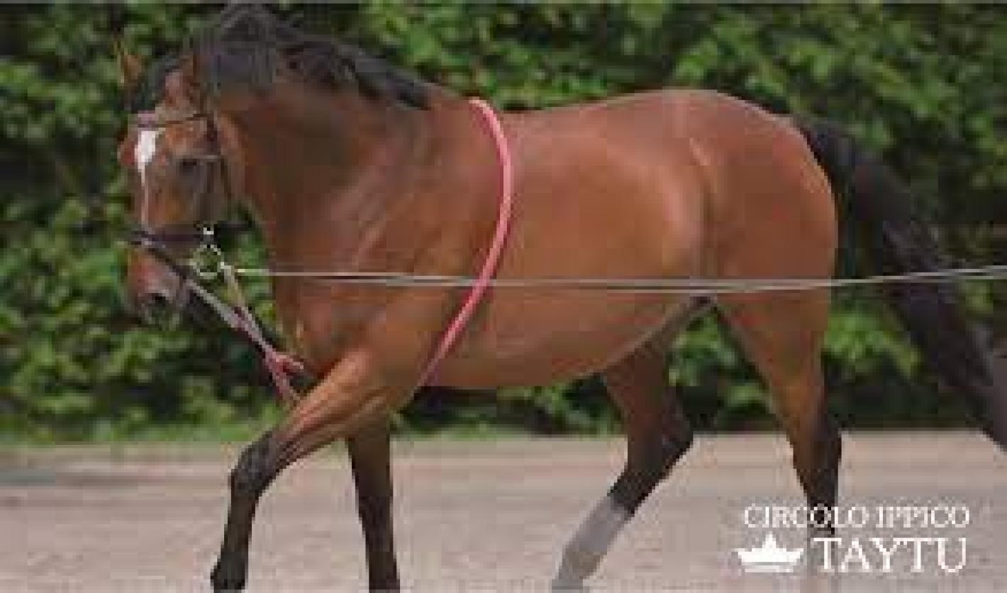 images/puglia/medium/cavallo_alla_corda.jpeg