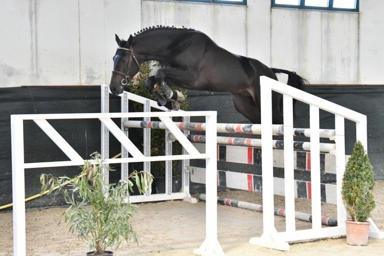 Biricchino vincitore salto in libertà (Foto Corbinzolu)