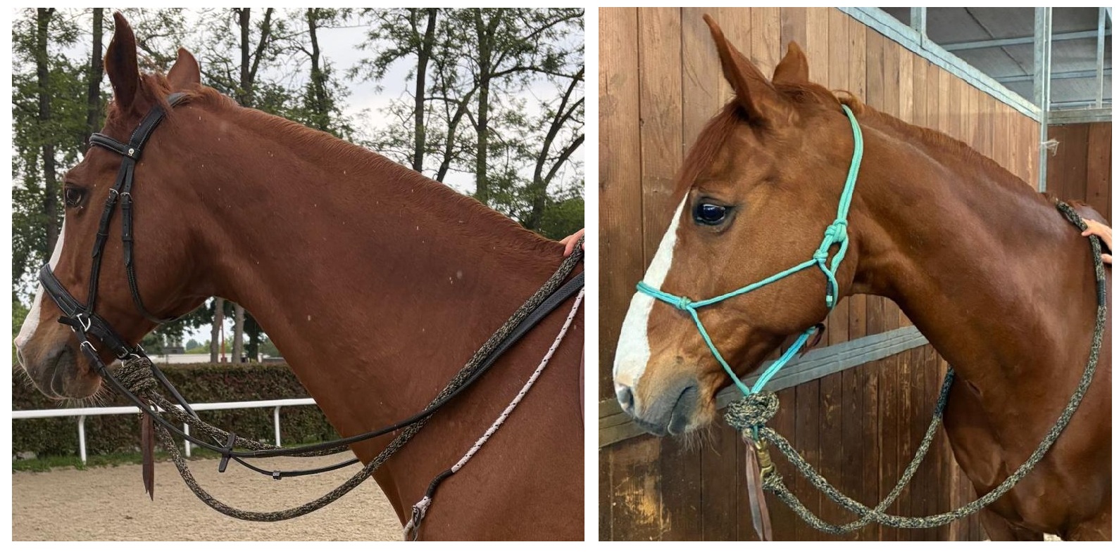 redini
