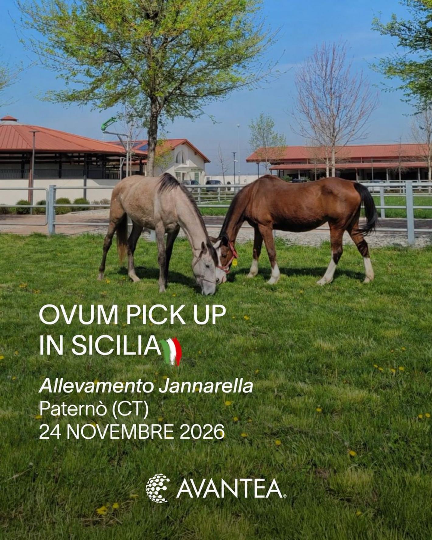 images/sicilia/News_Generiche/medium/Avantea.jpeg