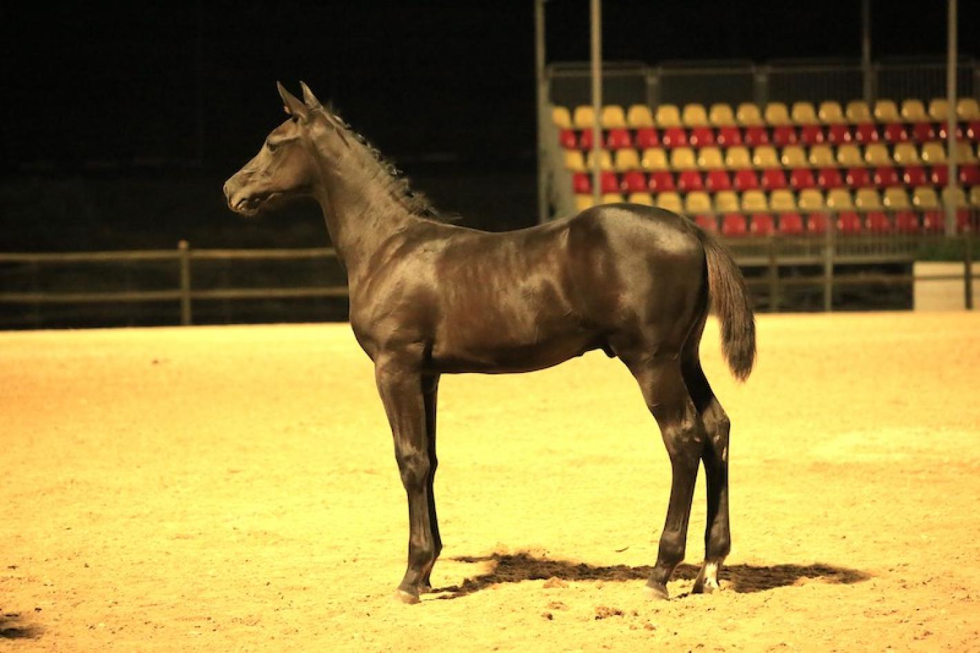 images/sicilia/News_Generiche/medium/Puledro_asta.jpg