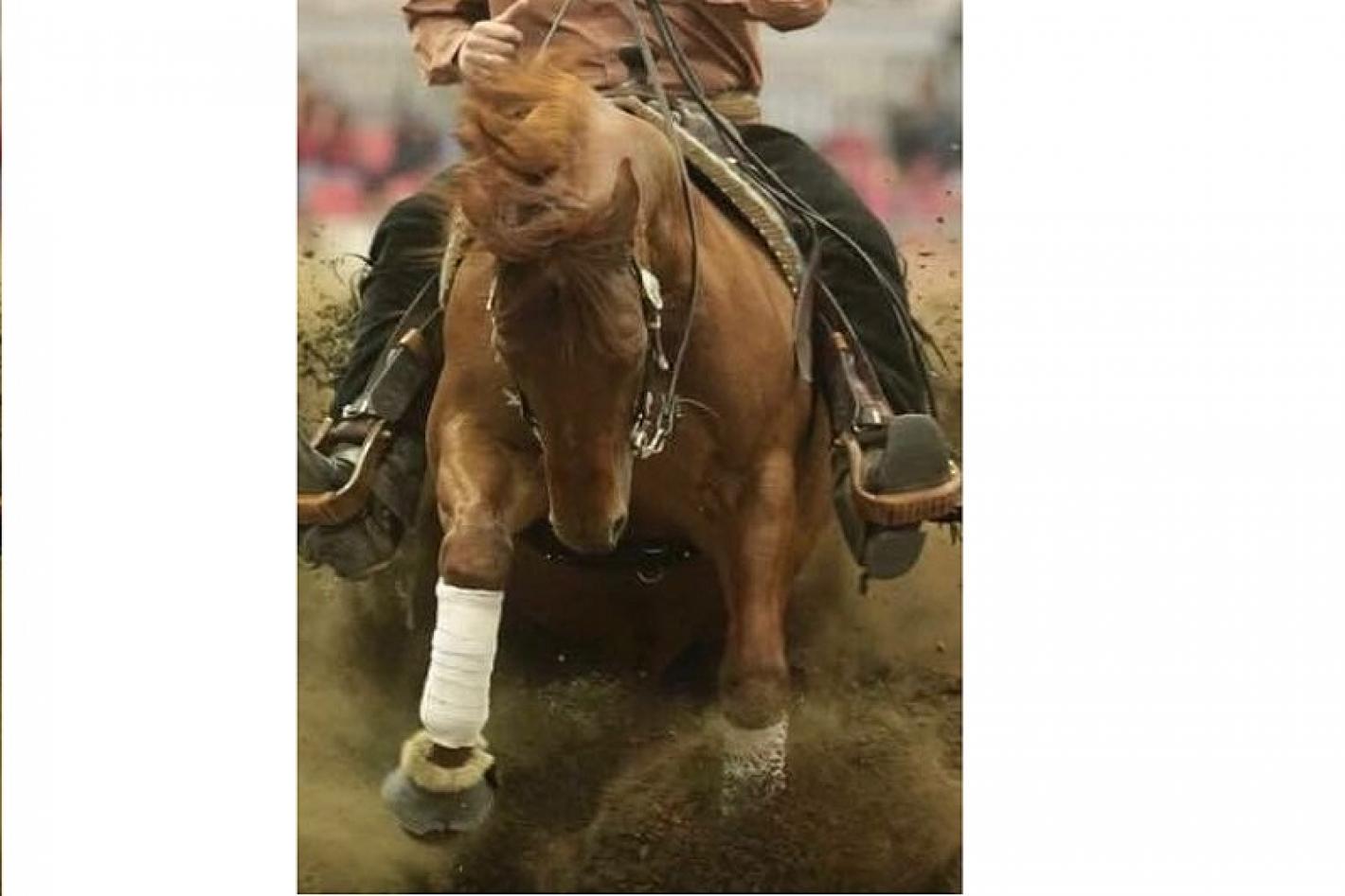 images/sicilia/Reining/medium/reining_generica.jpg