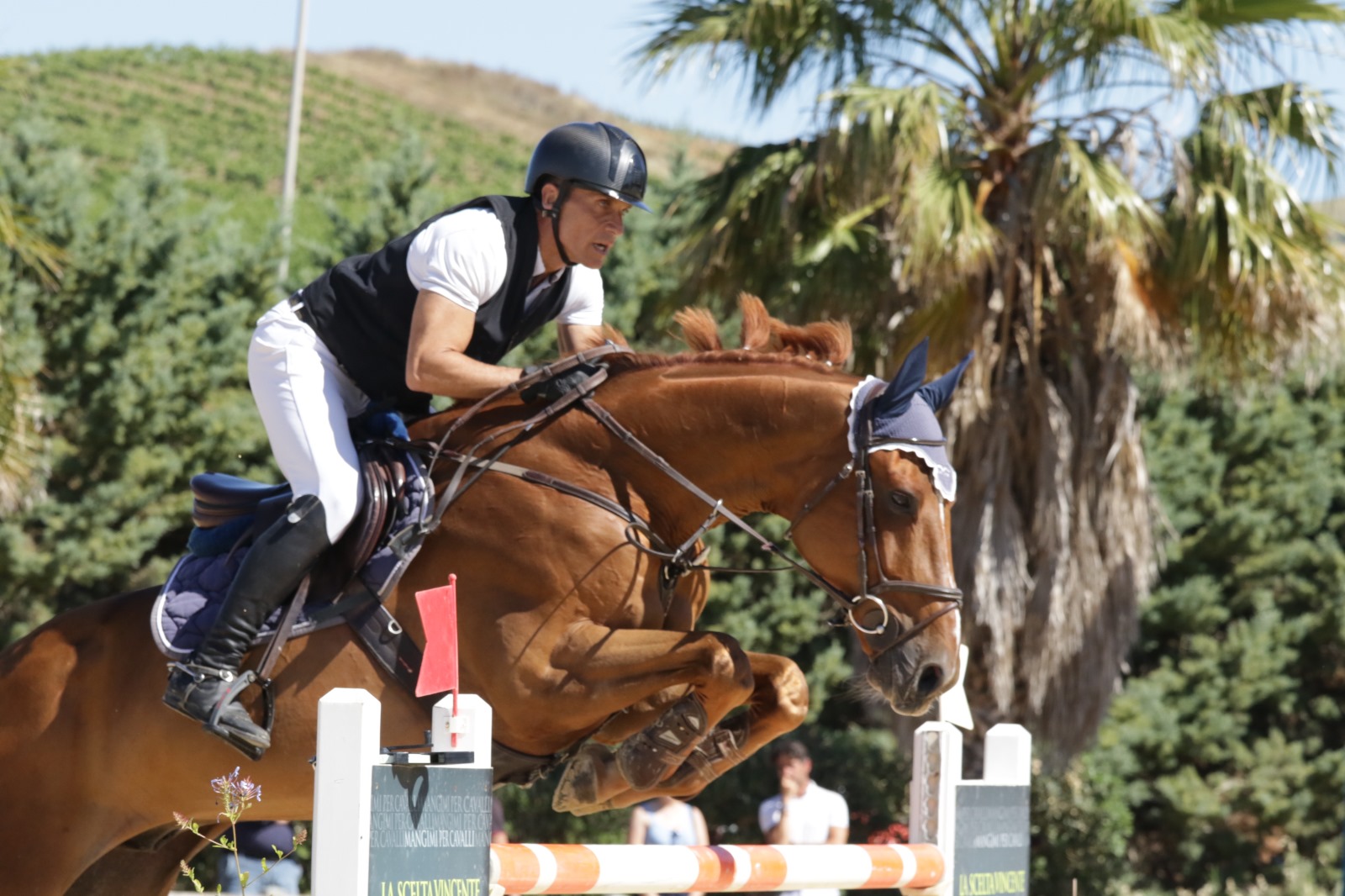 Vitale Andrea Karat horses photo
