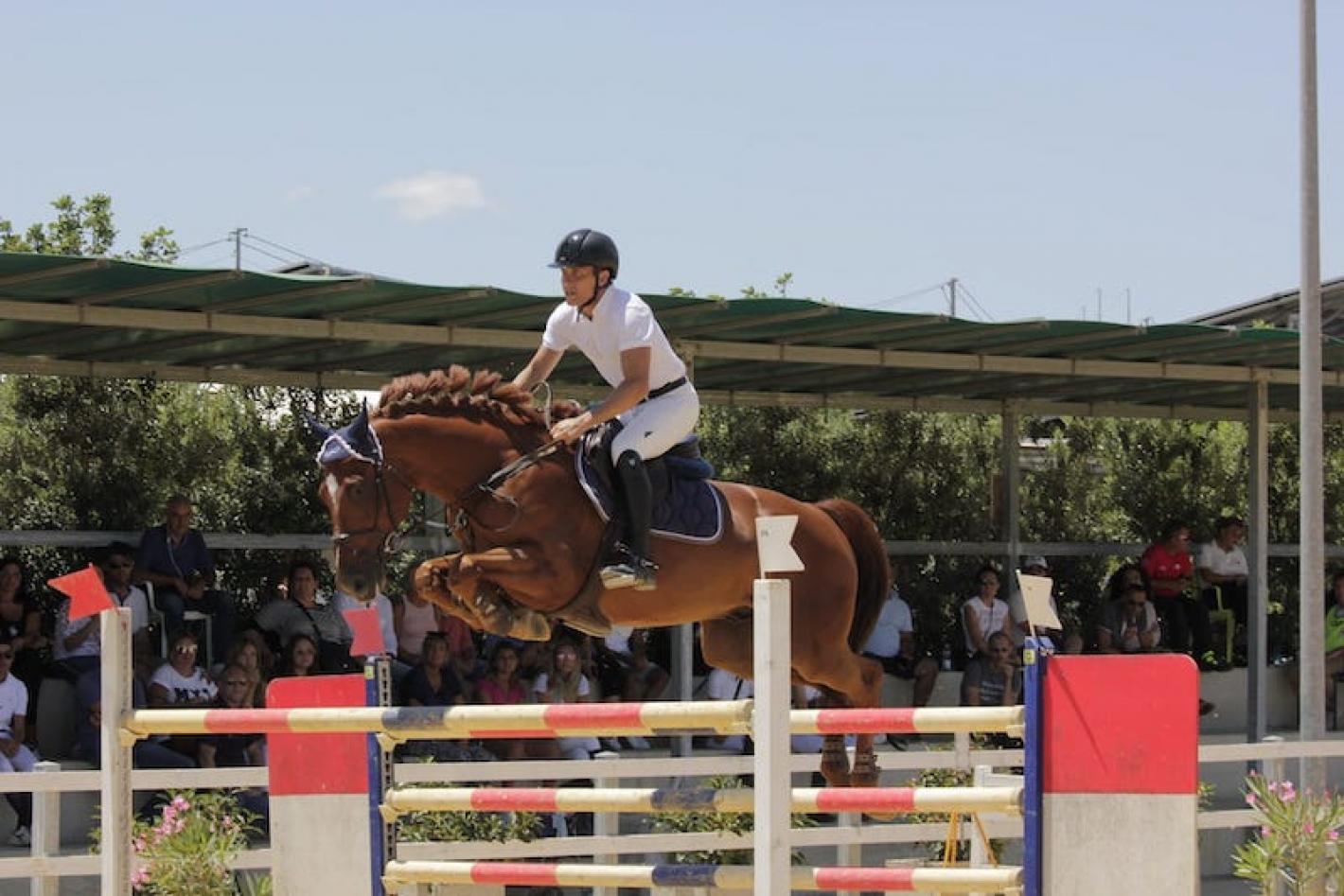 images/sicilia/Salto_Ostacoli/medium/Vitale_karat_horses.jpeg