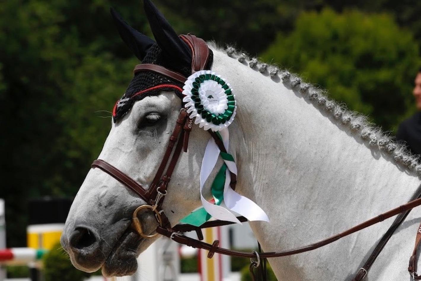 images/toscana/medium/dettaglio_cavallo_coccarda_grassia.jpeg
