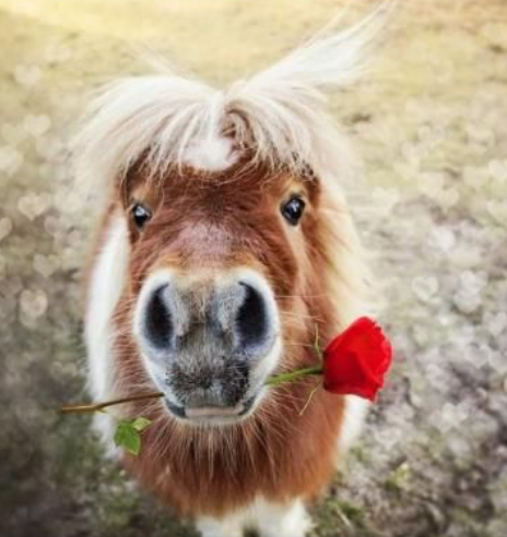 PONY CLUB 2022