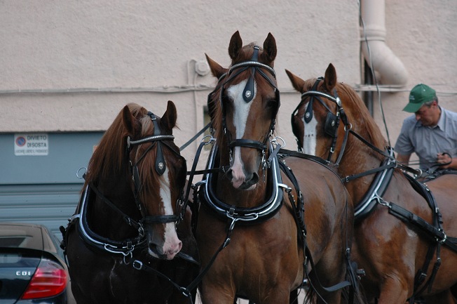 2006Leonessa (06)